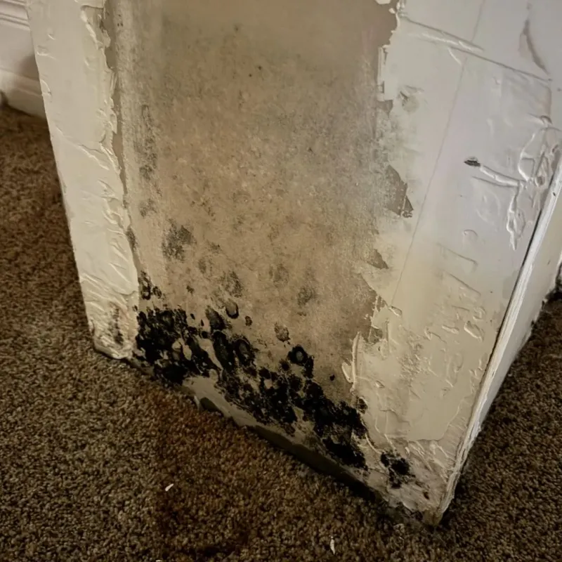 Professional Mold Removal in Madison, AL
